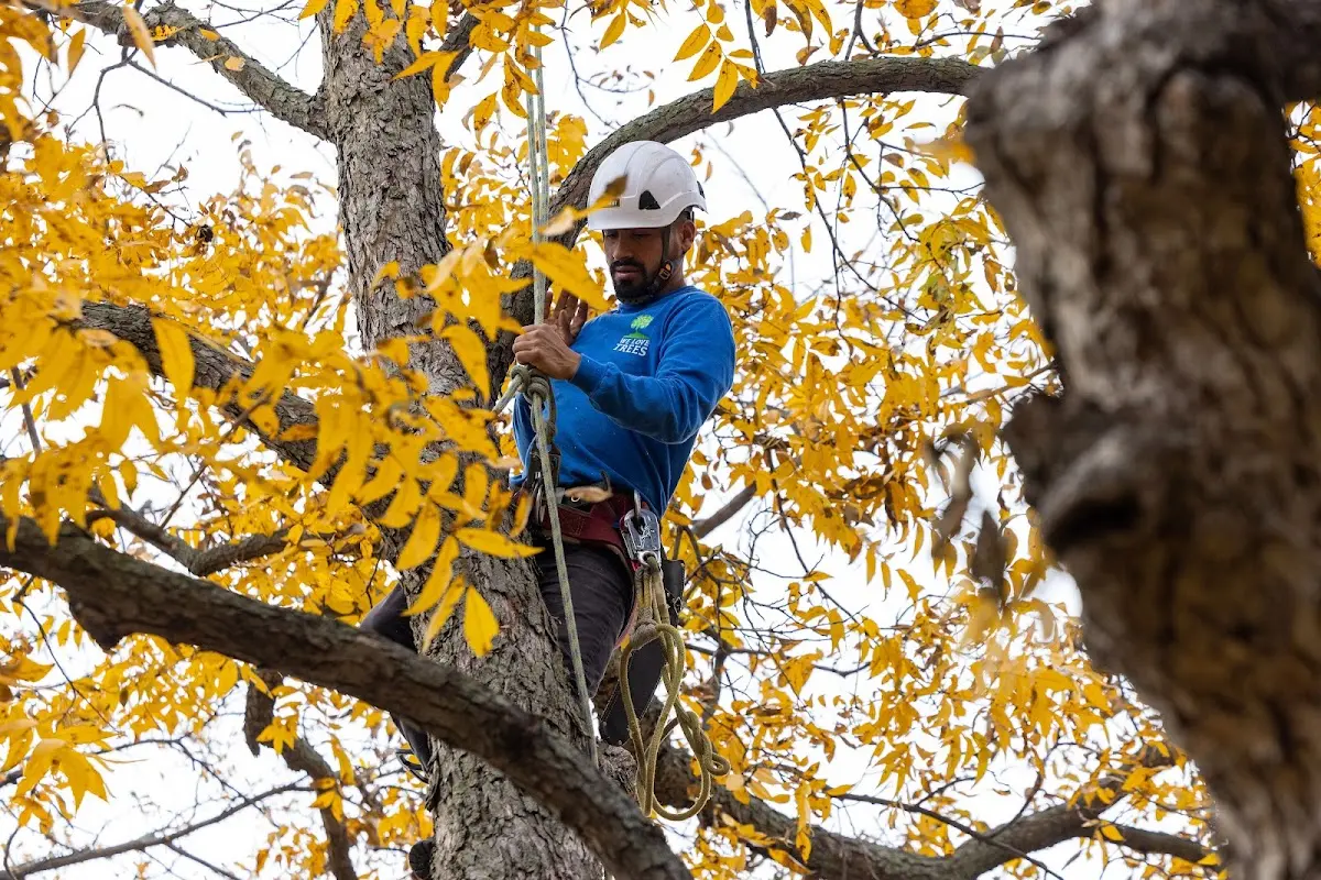 Skilled Storm Damage Cleanup crew working in Temperance
